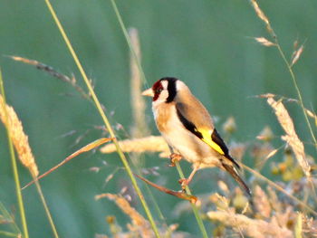 Close-up of bird perching on branch