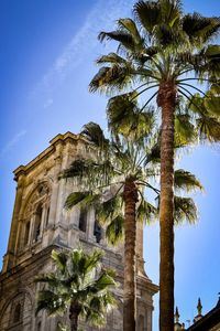 Low angle view of palm tree