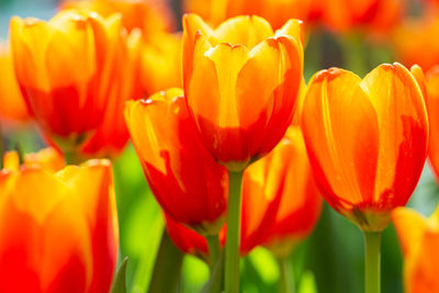 Close-up of orange tulips