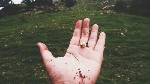 Cropped hand holding flower