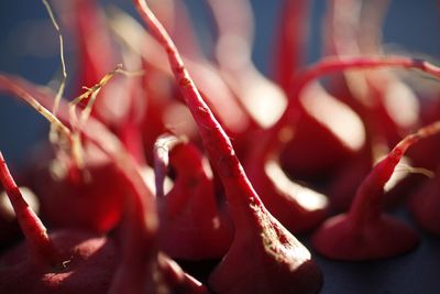 Close-up of radishes