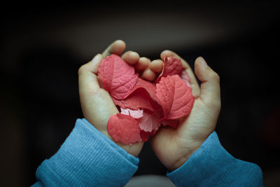 Close-up of hand holding rose flower