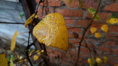 Close-up of yellow autumn leaves