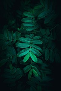 High angle view of leaves