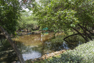 Scenic view of lake in forest