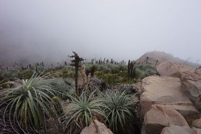 Low angle view of plants against clear sky