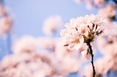 Close-up of cherry blossoms against sky