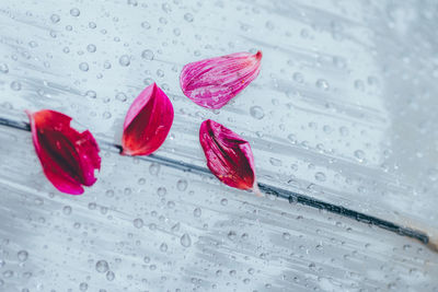 Close-up of red rose