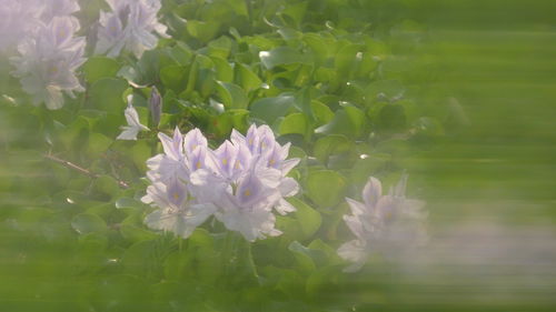 Close-up of white flowering plant