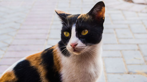 Close-up of cat sitting on street