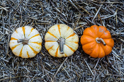 High angle view of pumpkin during autumn