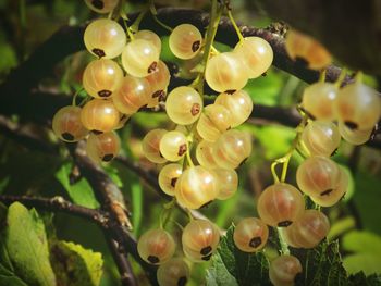 Close-up of berries growing on plant