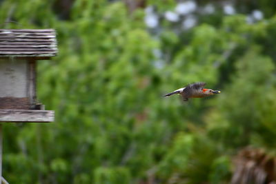 Bird flying against the sky