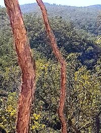 View of tree trunk in forest
