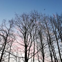 Low angle view of silhouette bare trees against sky