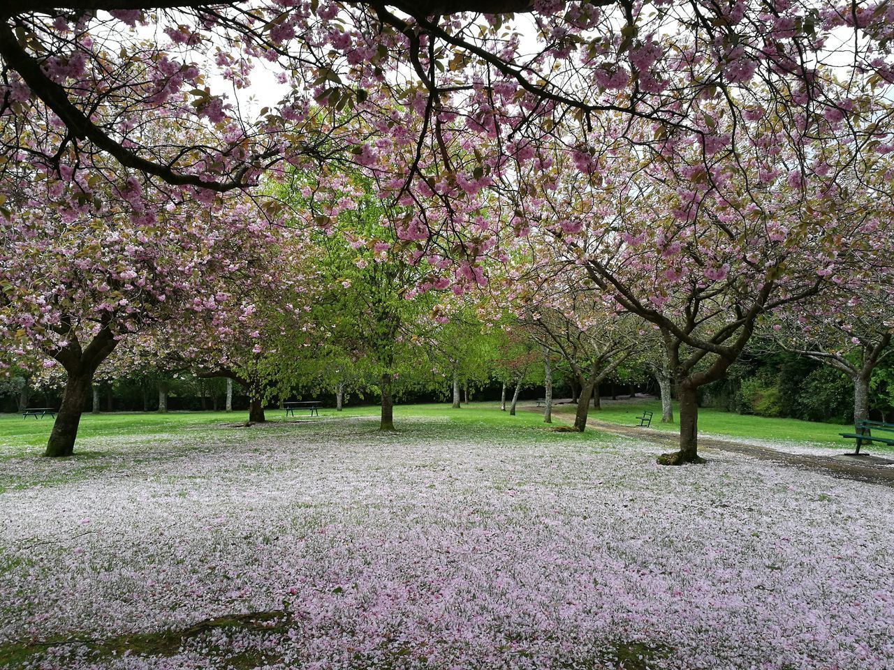 CHERRY BLOSSOMS IN PARK