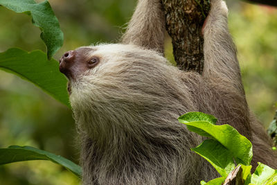 Sloth close-up