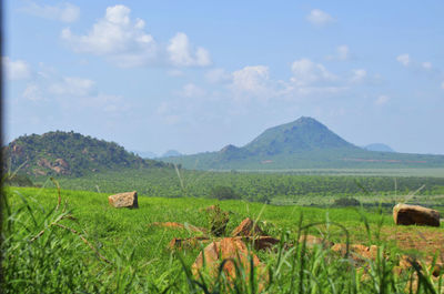 Scenic view of agricultural field against sky