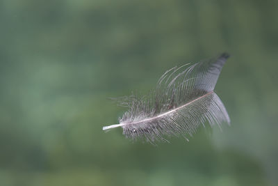 Close-up of insect