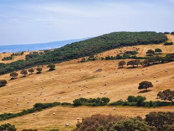 Rural landscape with wheat field and scattered hay bales and olive trees