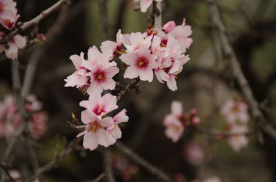 Close-up of pink flowers blooming outdoors