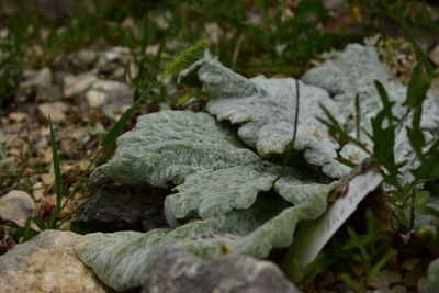 Close-up of leaves on rock