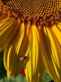 Close-up of honey bee on sunflower