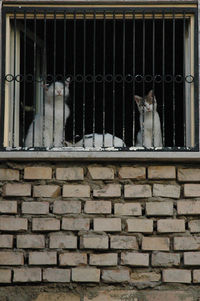 Cat on window