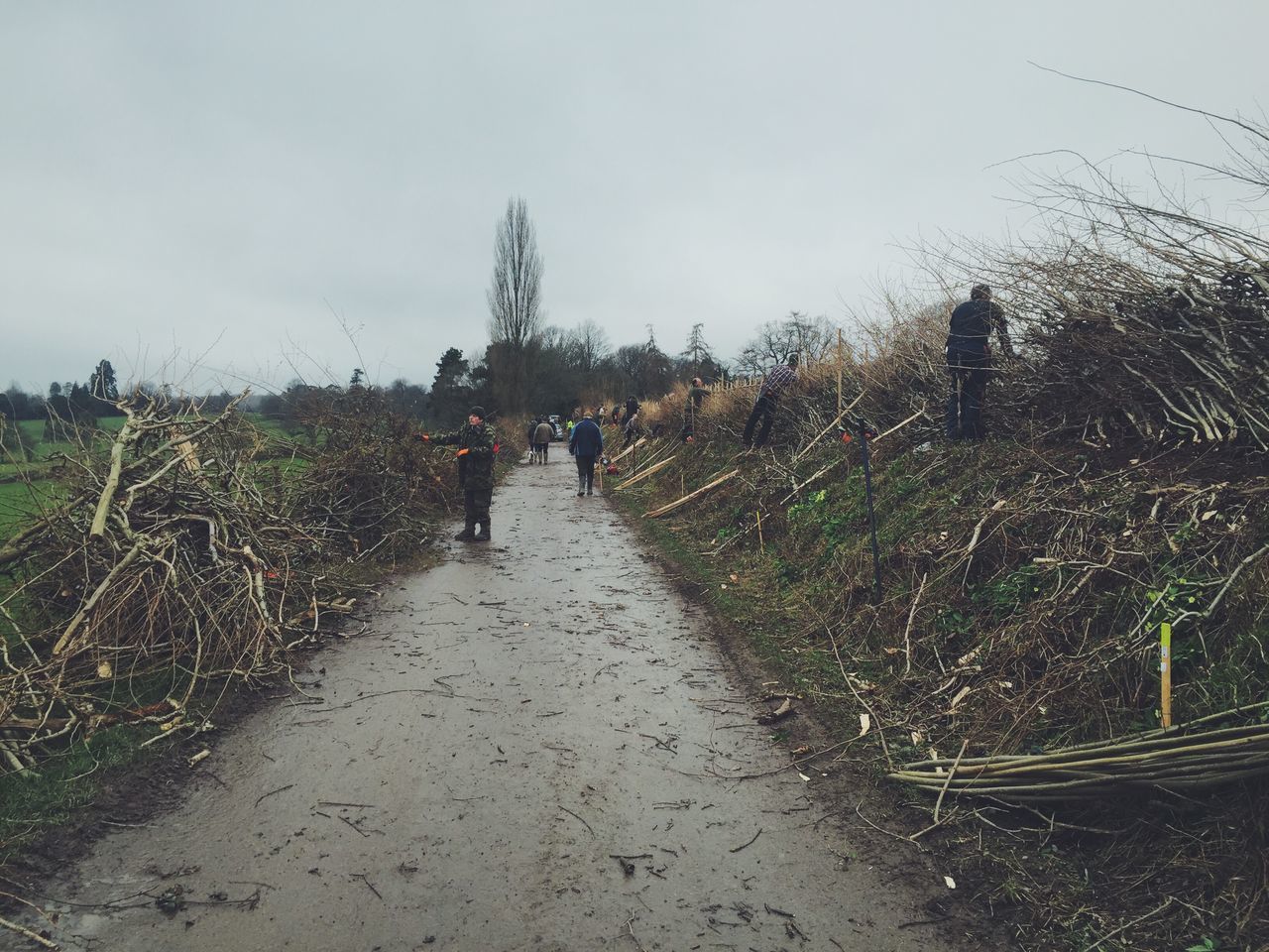 Hedge laying