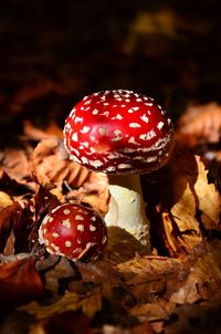 High angle view of person holding mushroom