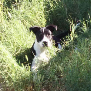 Portrait of dog on grassy field