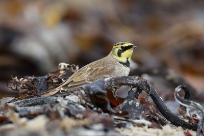 Close-up of bird perching on a field