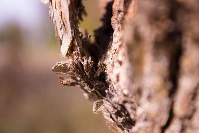 Extreme close-up of tree trunk