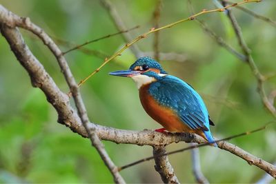 Close-up of bird perching on branch