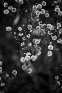 Close-up of flowers growing on tree