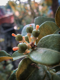 Close-up of berries growing on plant