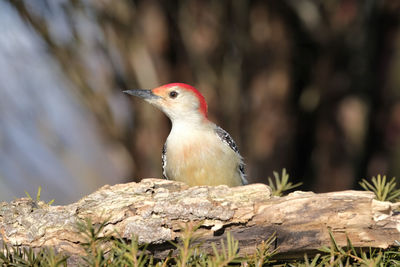 Close-up of bird perching on branch