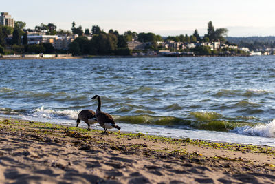 Shore scene in canada with geese