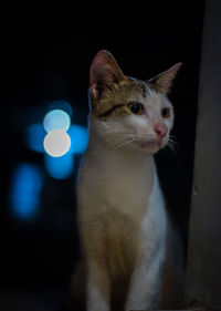 Close-up of cat looking away at night