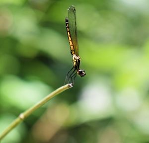 Close-up of insect on plant