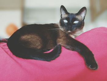 Close-up of cat lying on bed