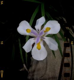 Close-up of white flowers at night