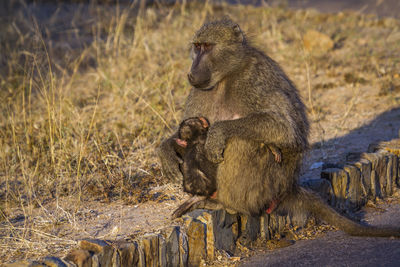 Chacma baboon with infant at national park