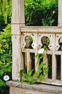 Close-up of wooden plant