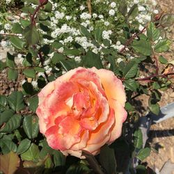 Close-up of rose plant