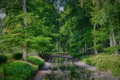 Trees in garden