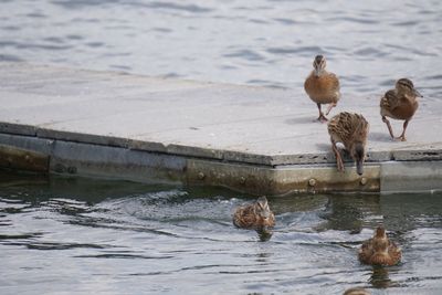 Ducks in lake