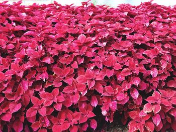 Close-up of pink flowers