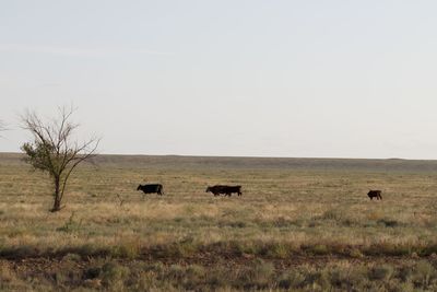 Horses in a field