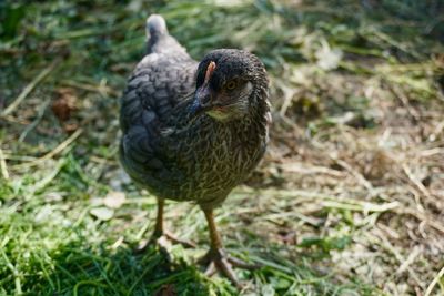 Close-up of bird perching on a field